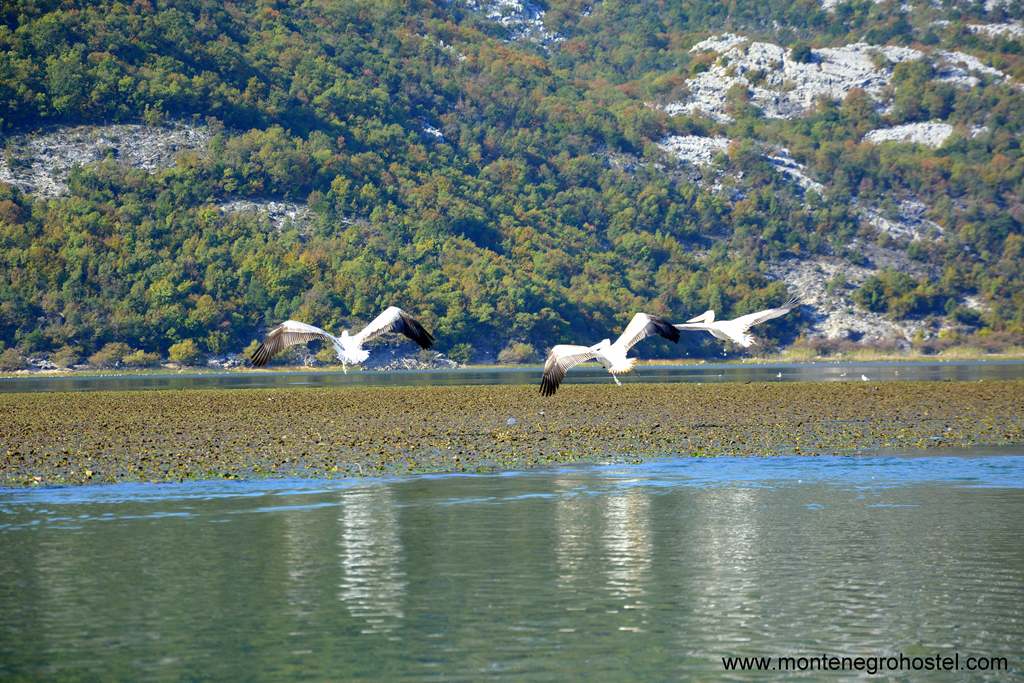 m Pelicans on Skdar Lake Big Montenegro Tour 22