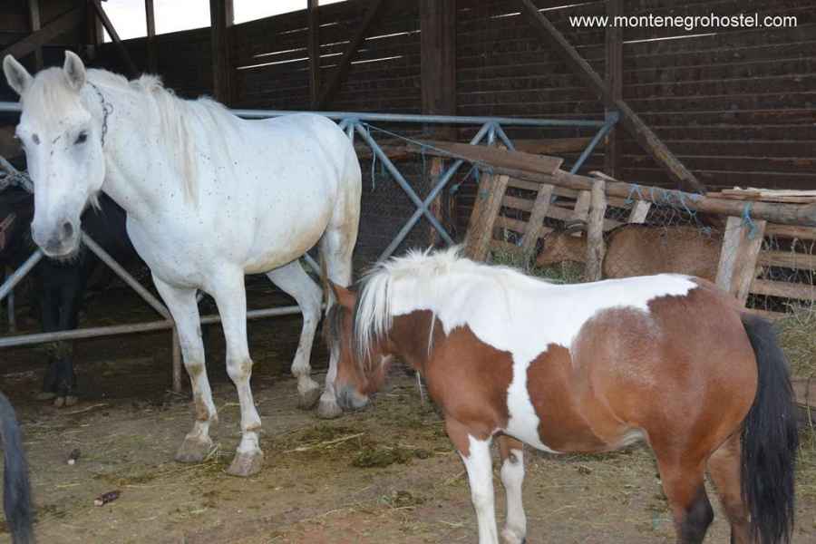 stable for horses and ponies