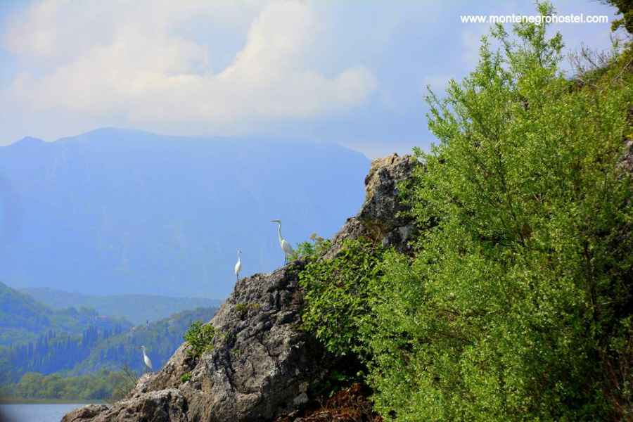 bijele čaplje Skadarsko Jezero