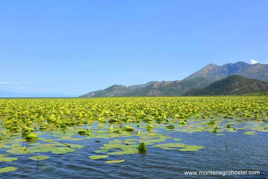 Nacionalni Park Skadarsko Jezero-Vranjina