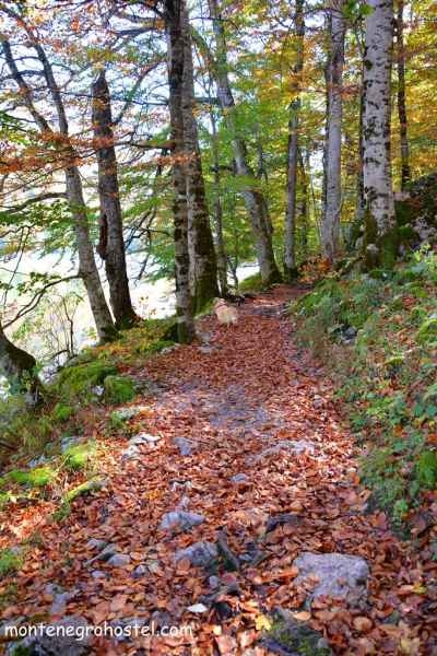 Virgin Forest in Biogradska Gora