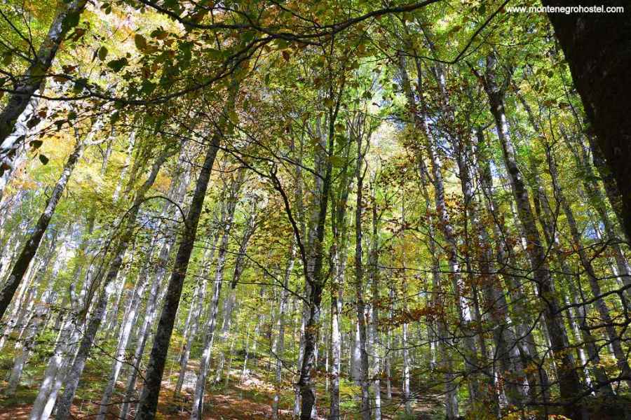 Virgin Forest in Biogardska Gora National Park