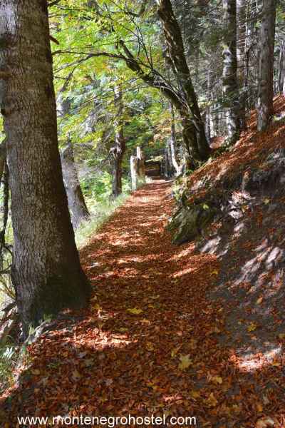 Virgin Forest in Biogradska Gora