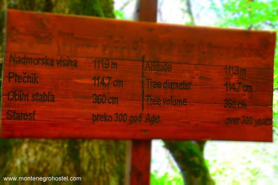 Mountain Elm Over 300 Years Old 