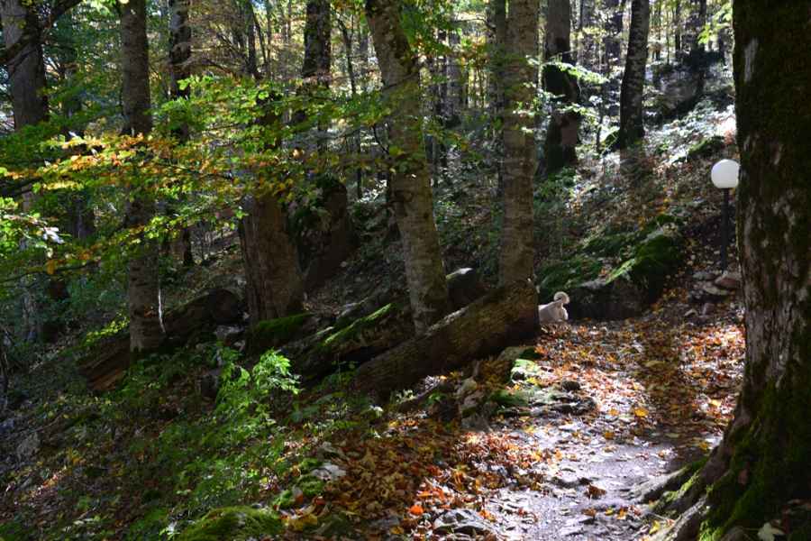 m Biograska Gora Forest JPG