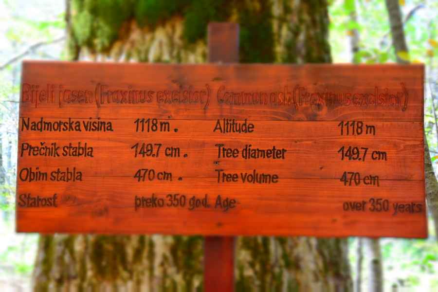 m Old Common ash trees in Biogradska Gora Forest JPG