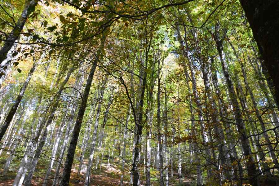 m Virgin Forest in Biogradska Gora National Park JPG