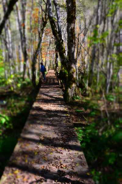 m wooden paths around Biograska River in National Park Biogradska Gora JPG
