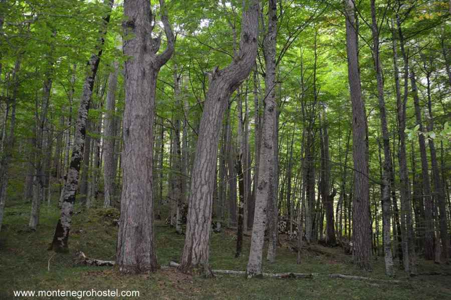 Crna Poda virgin forest