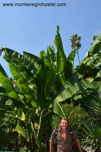 Banana trees in Herceg Novi