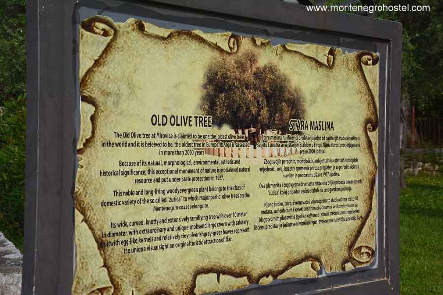 2000 years old olive tree