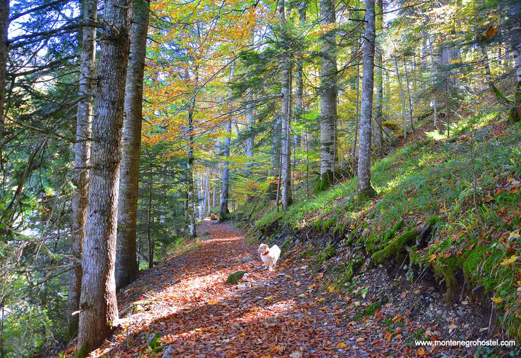 m Virgin Forest Biogradska Gora